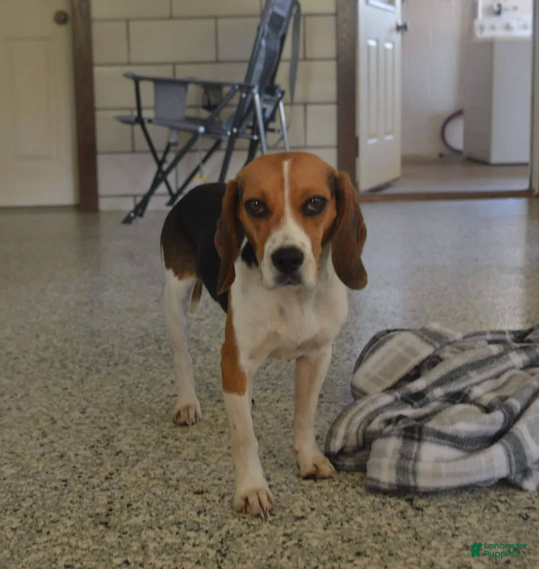 Beagle dogs for sale: Drew - Ad 4