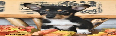 Benny 