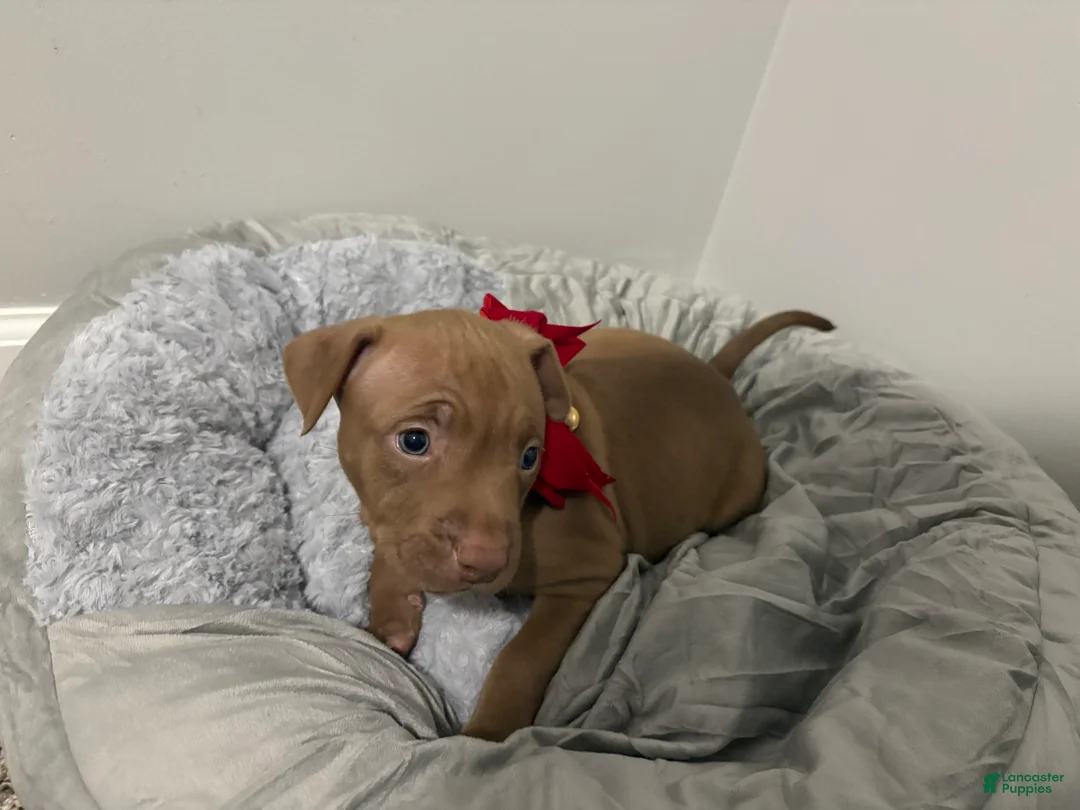 American Pit Bull Terrier dogs for sale: Amber - Ad 13