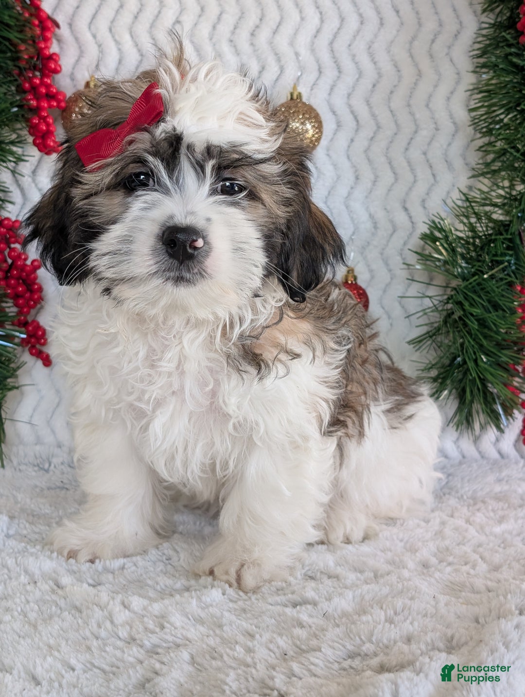 Teddy Bear dogs for sale: Jake - Ad 8