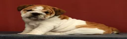 English Bulldog dogs for sale: Captain - Ad 6