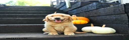 Golden Retriever dogs for sale: Maple   - Ad 3