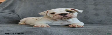 Queen  