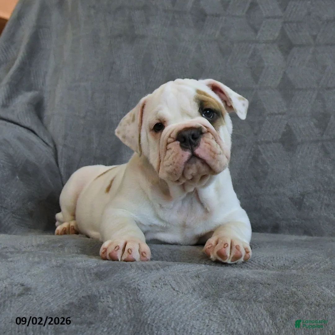 English Bulldog dogs for sale: Queen   - Ad 1