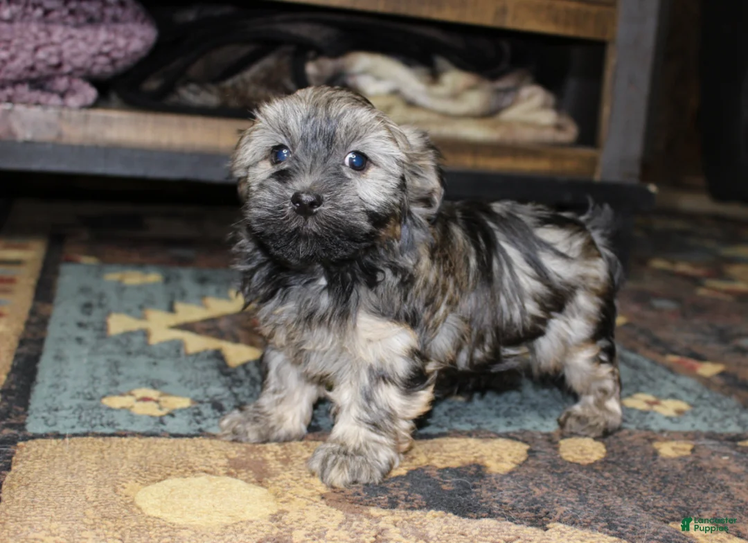 Havanese dogs for sale: Milo - Ad 5