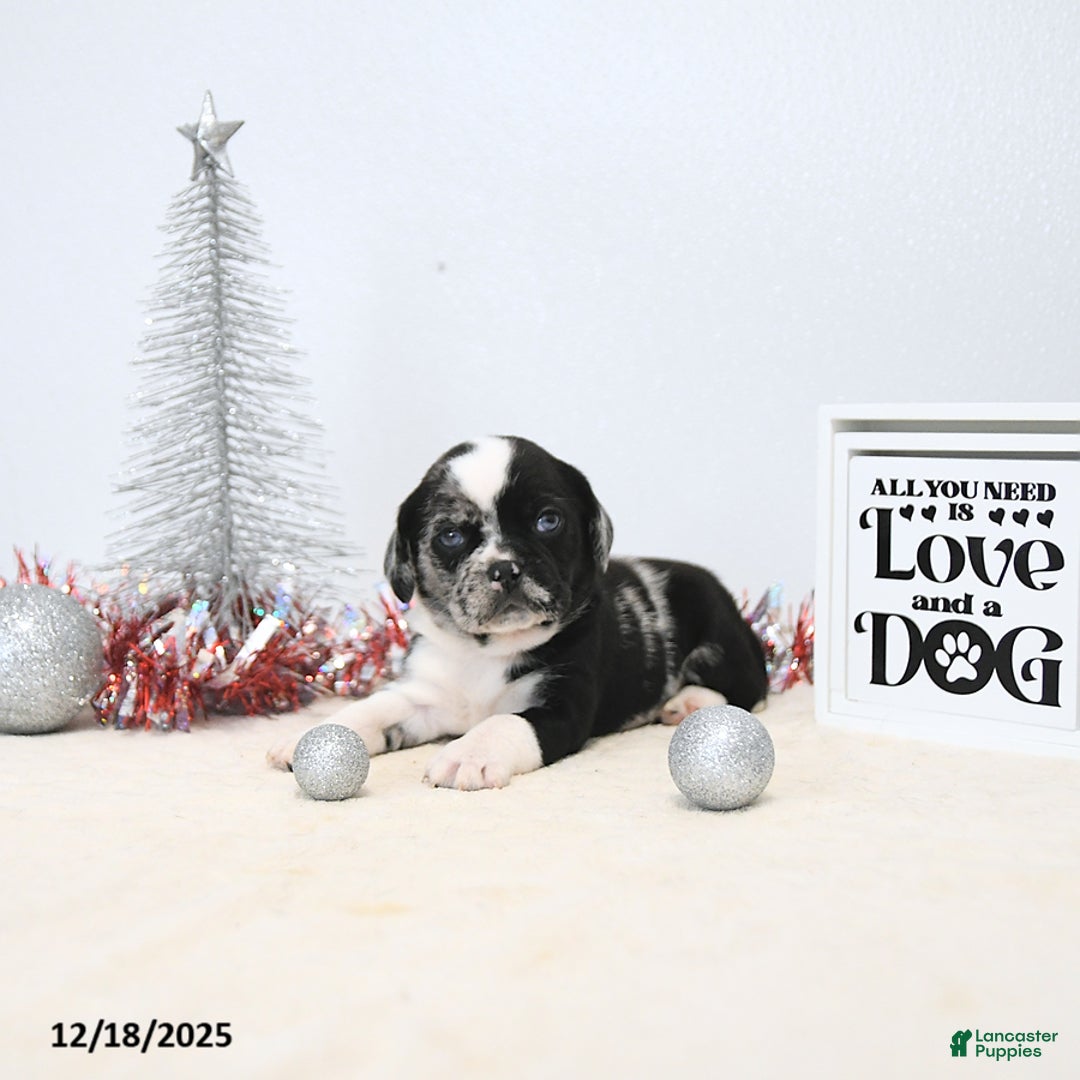 Puggle dogs for sale: Ginny - Ad 4