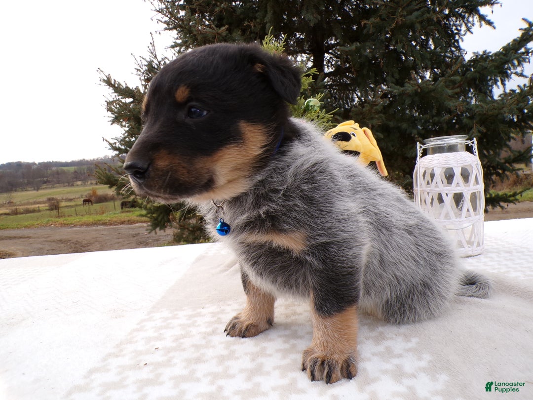 Australian Cattle Dog dogs for sale: Australian Cattle Dog Puppy 4 Malone - Ad 3