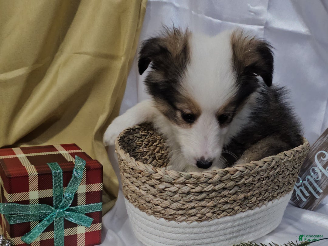 Shetland Sheepdog dogs for sale: Jingle - Ad 11