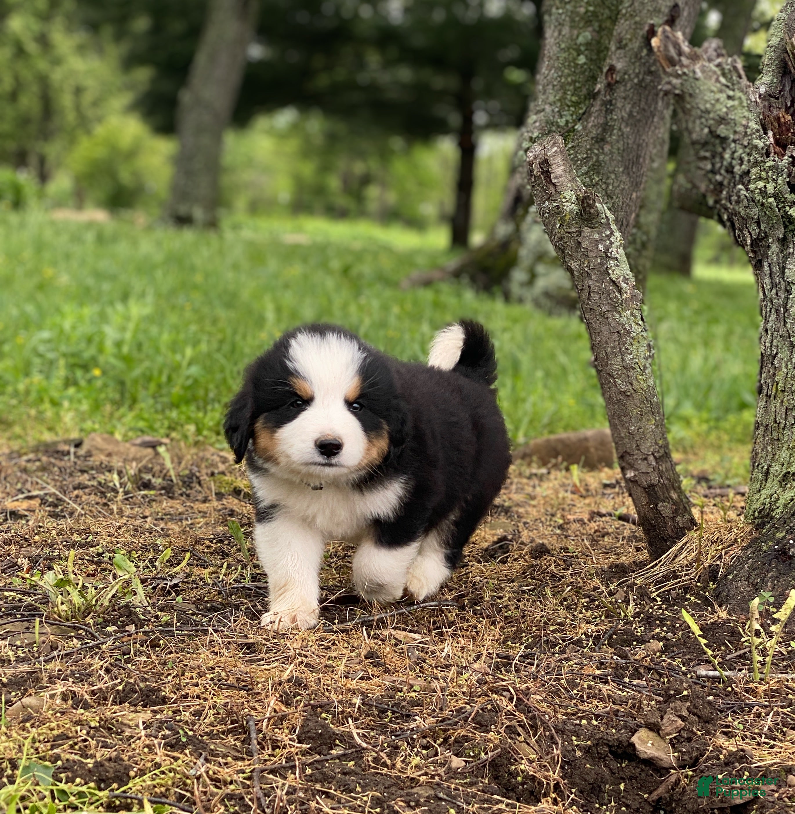 Mixed Breed dogs for sale: ♥️SWEET MOLLIE MAE♥️ - Ad 8