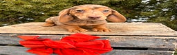 Miniature Dachshund dogs for sale: Harvey - Ad 4
