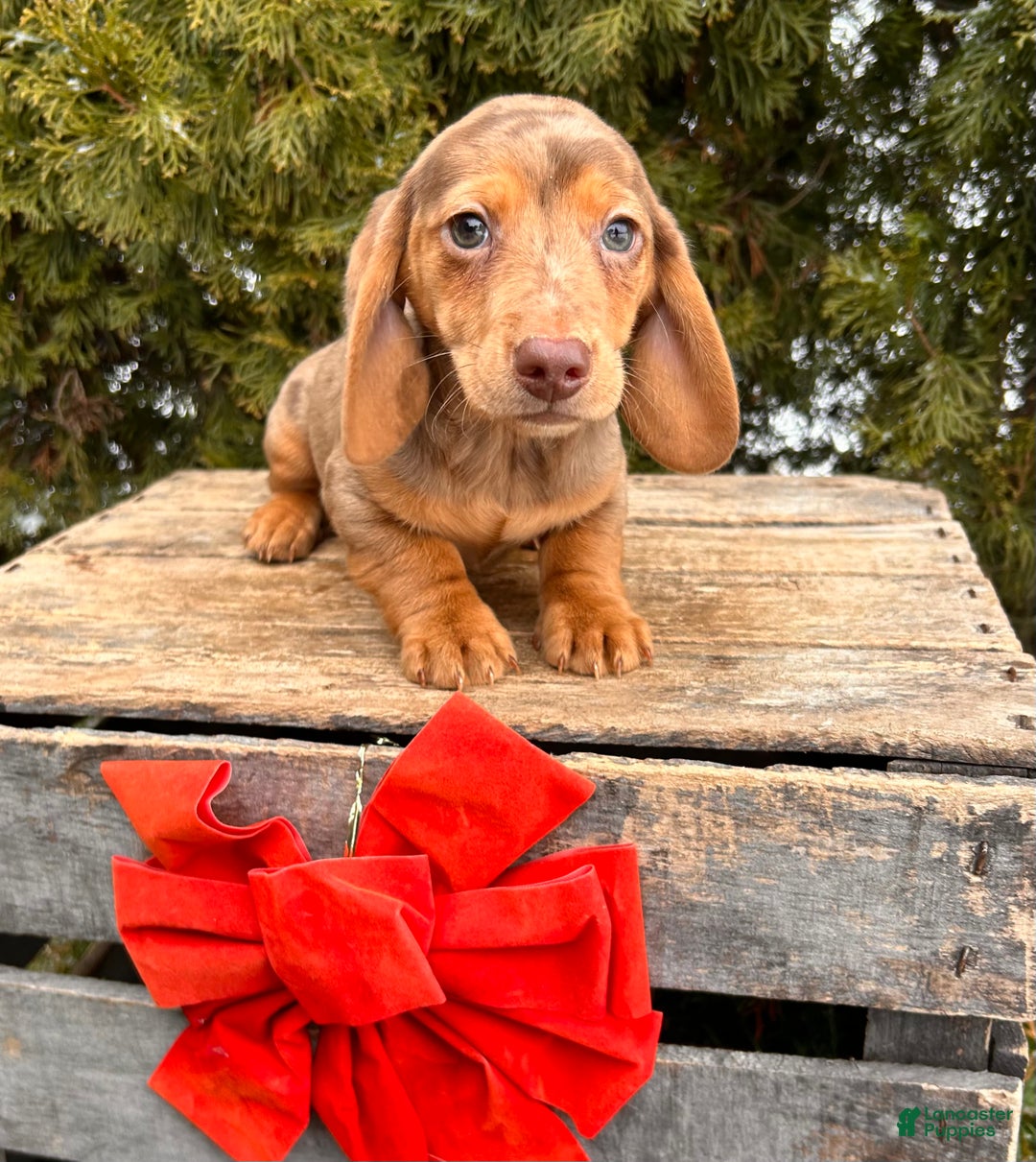Miniature Dachshund dogs for sale: Harvey - Ad 4