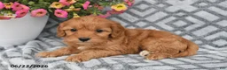 Cavapoo dogs for sale: Taz - Ad 10