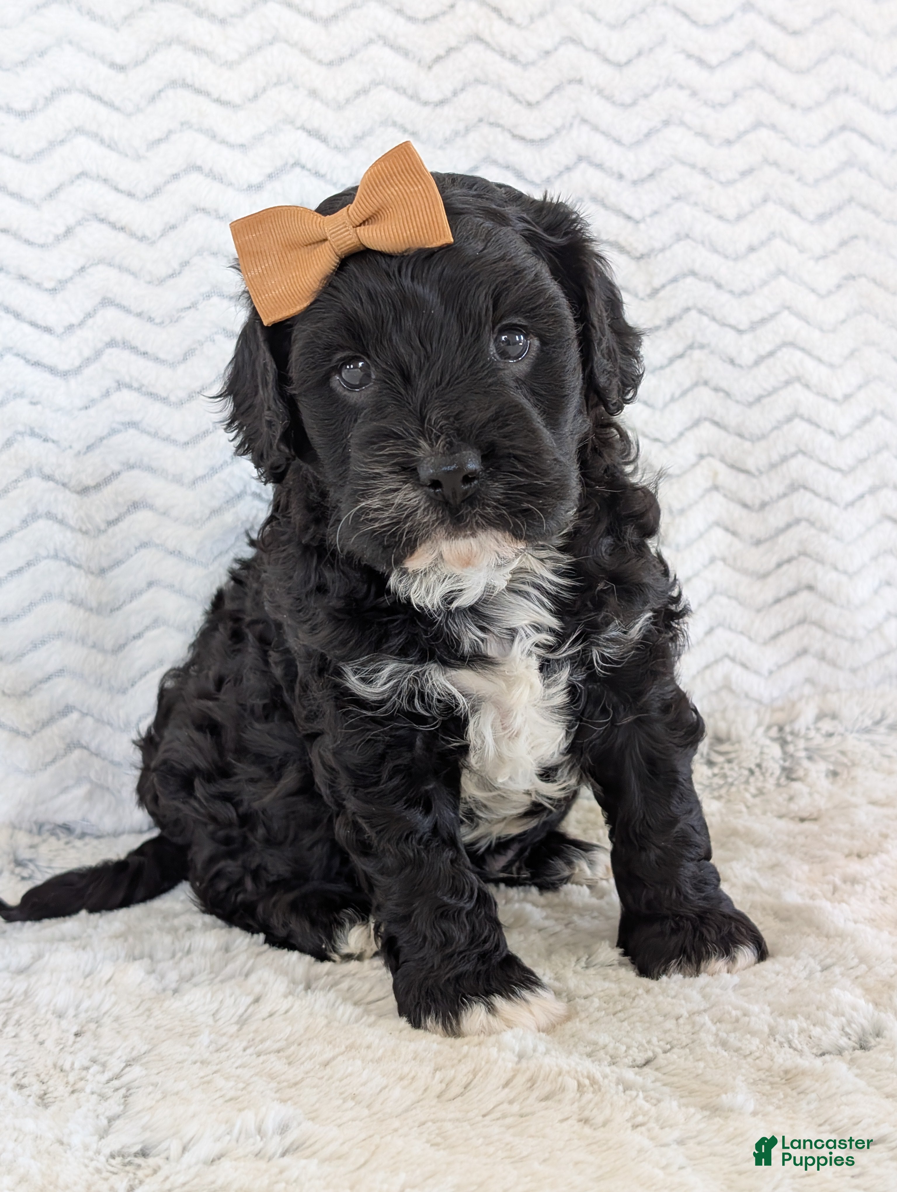 Cavapoo dogs Jake - Ad 1