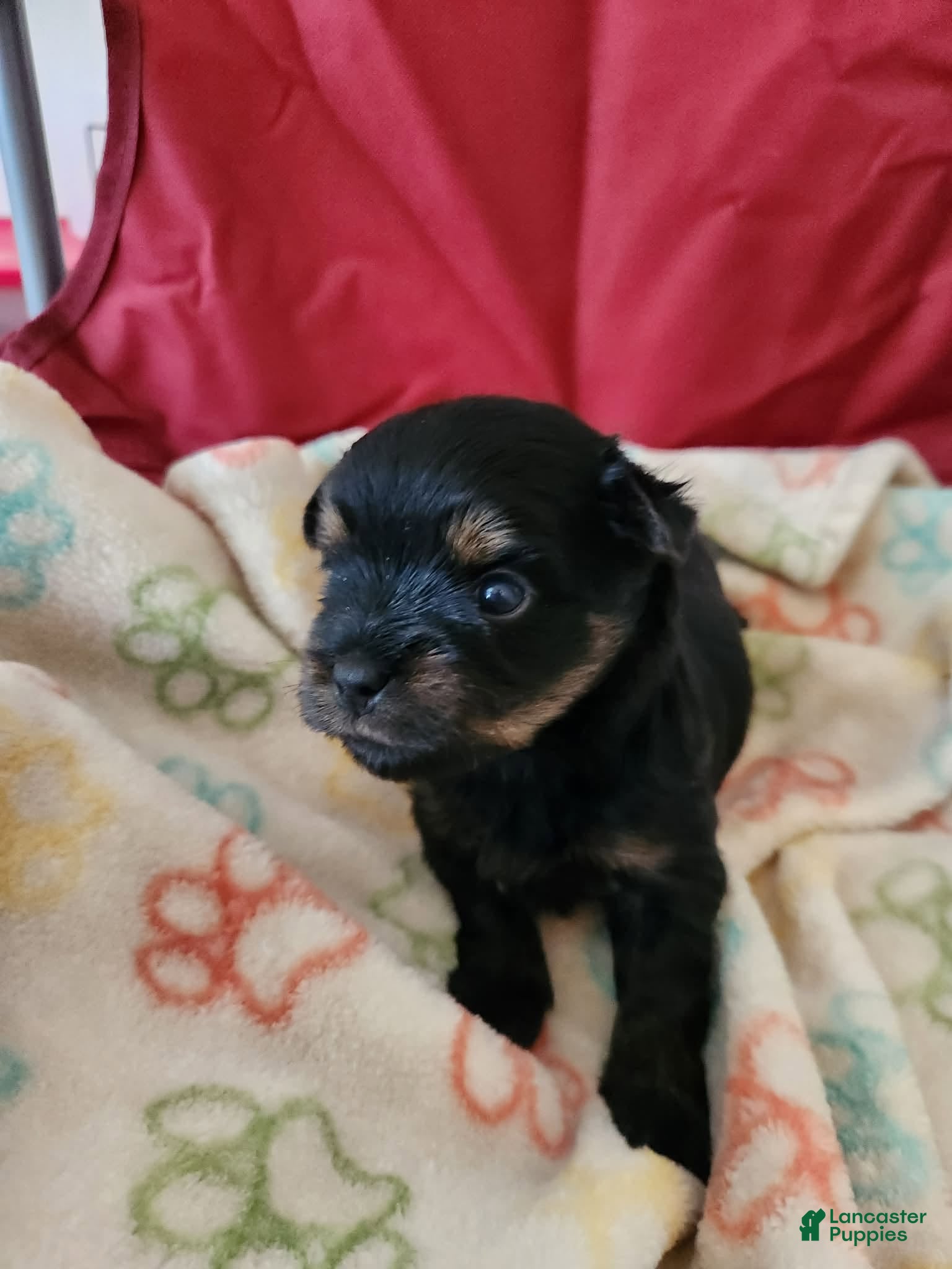 Yorkshire Terrier dogs Yorkshire Terrier 2 - Ad 1