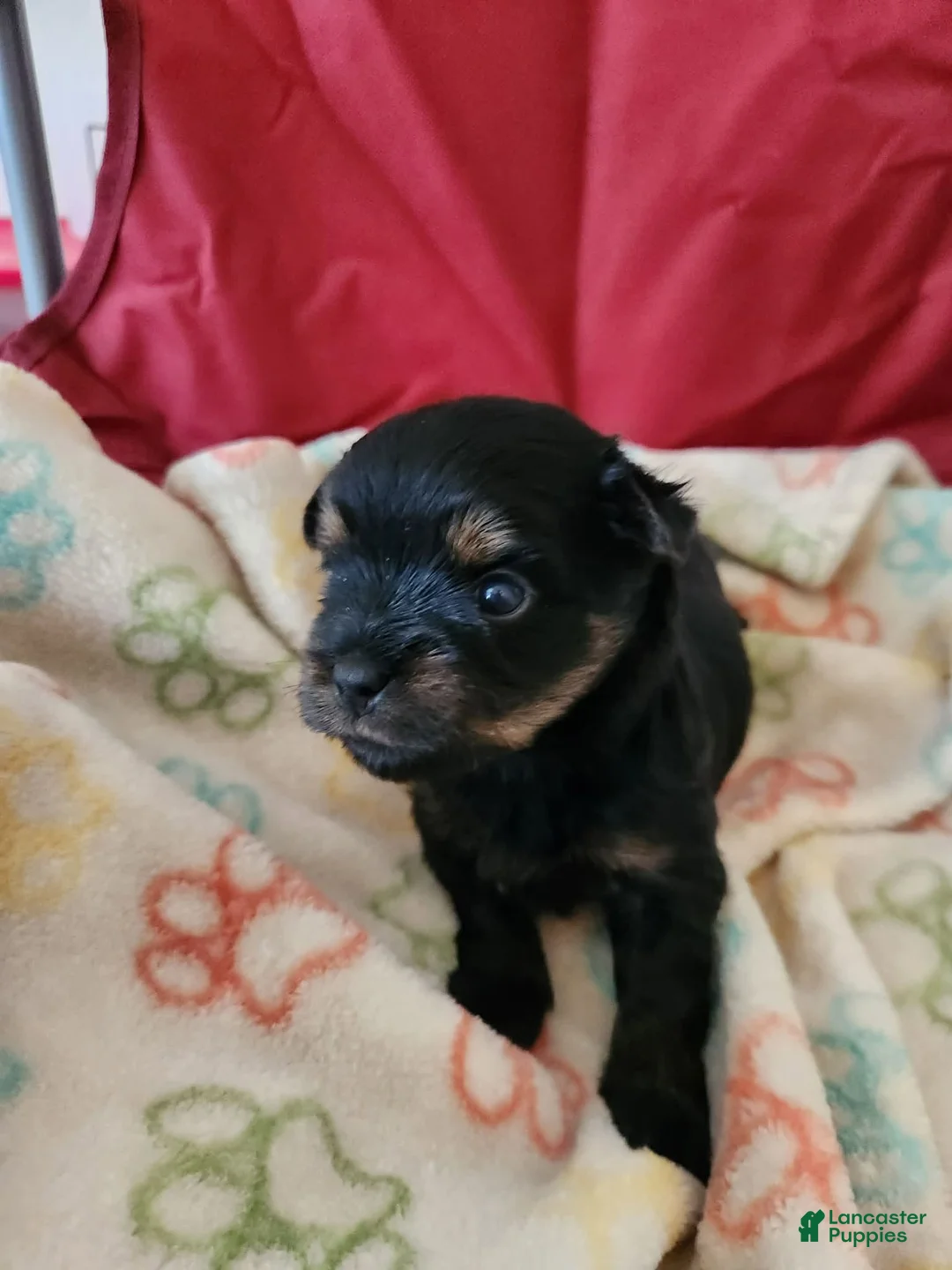 Yorkshire Terrier dogs for sale: Yorkshire Terrier 2 - Ad 1