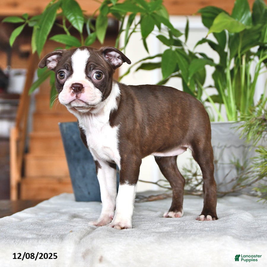 Boston Terrier dogs Reba - Ad 4