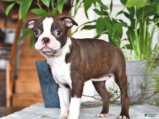 Boston Terrier dogs Reba - Ad 21