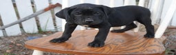 Cane Corso dogs for sale: Belinda - Ad 2
