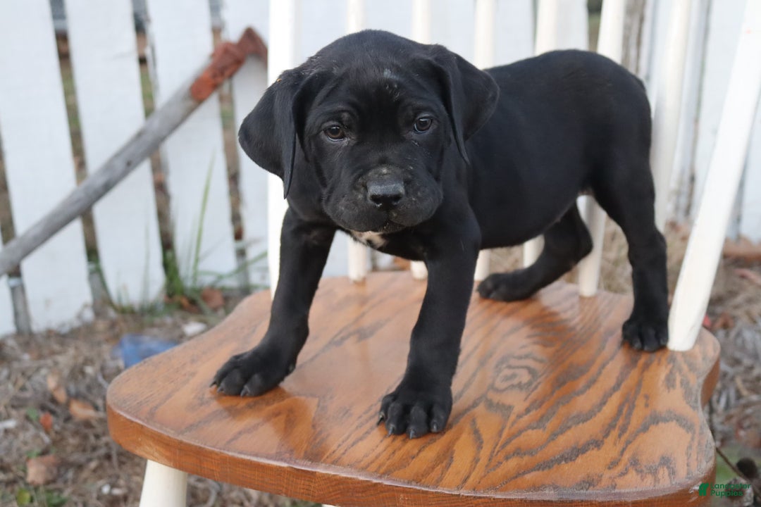Cane Corso dogs for sale: Belinda - Ad 2