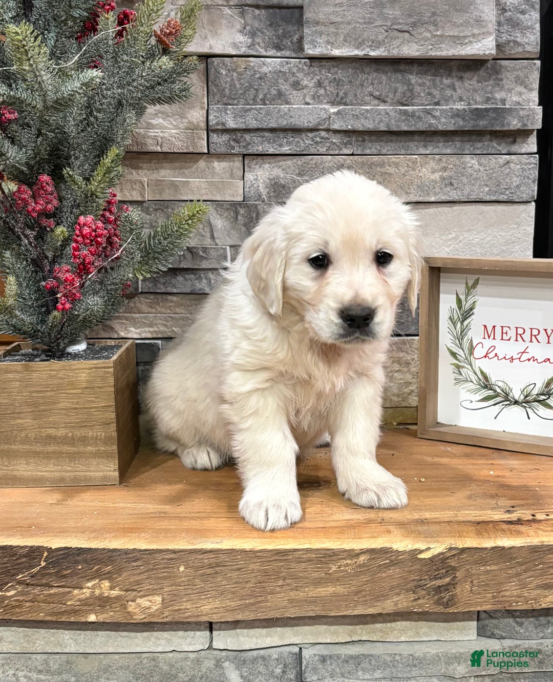 Golden Retriever dogs for sale: Macy  - Ad 2