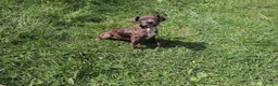 American Bully dogs for sale: Silver - Ad 3