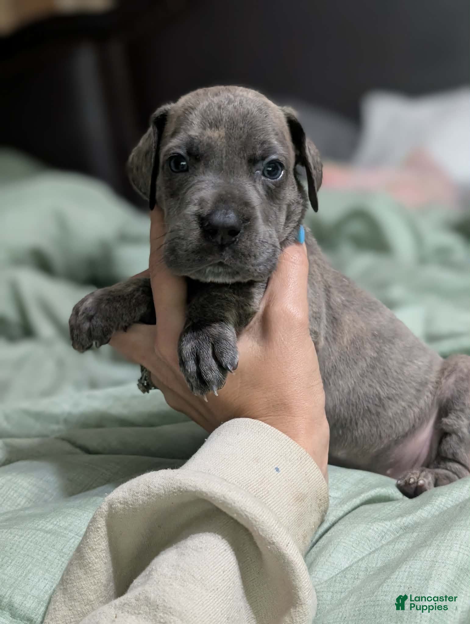 Great Dane dogs Scout - Female  - Ad 2