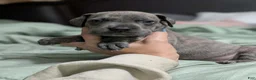 Great Dane dogs for sale: Scout - Female  - Ad 2