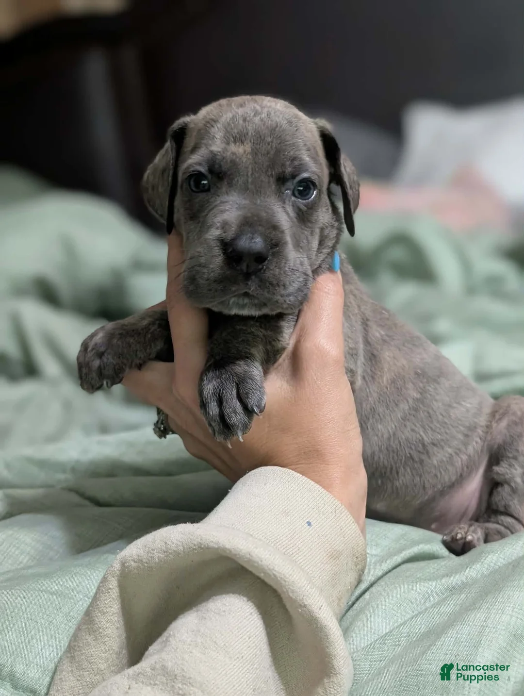 Great Dane dogs for sale: Scout - Female  - Ad 2