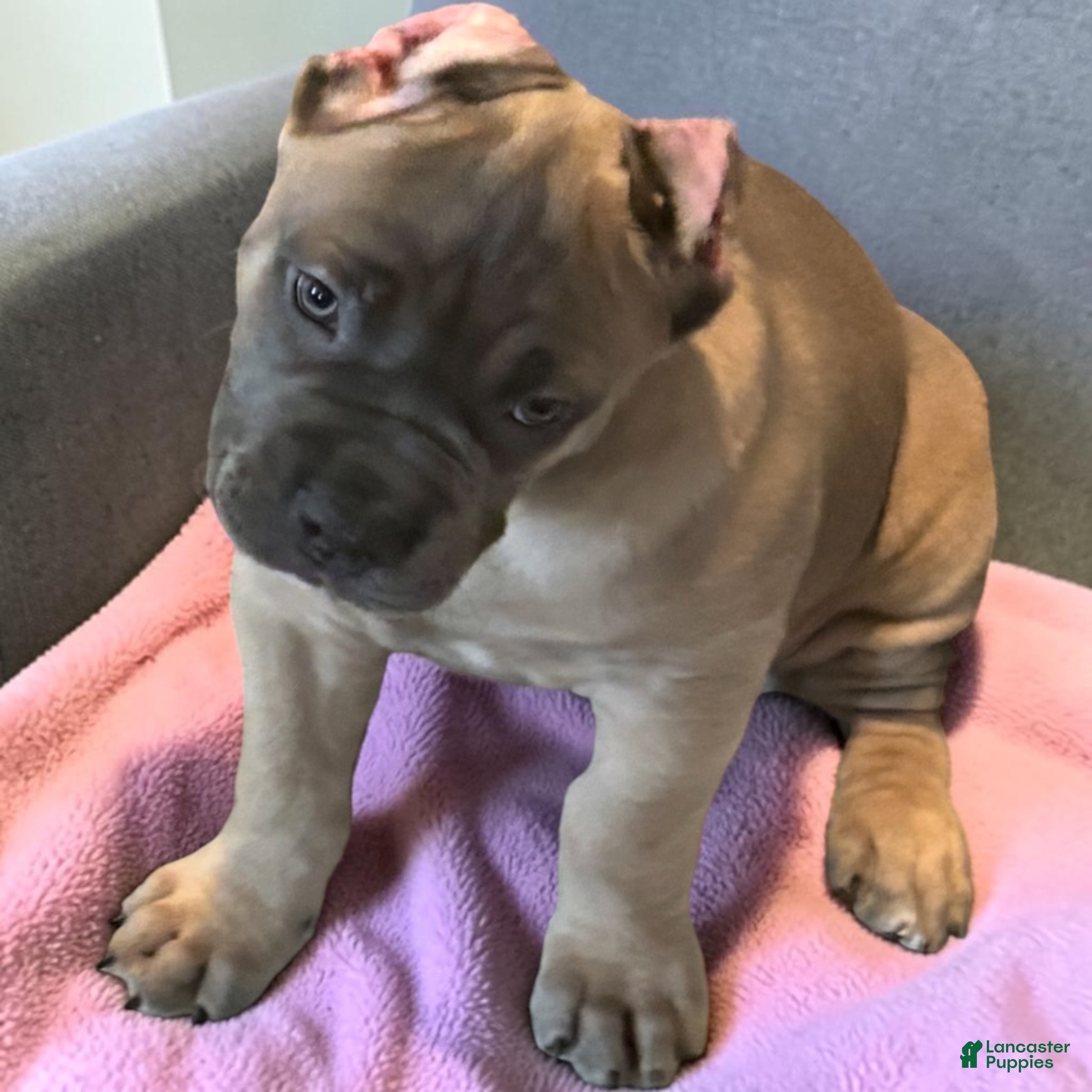 Cane Corso dogs for sale: Formentino - Ad 2