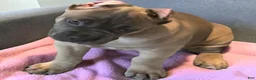 Cane Corso dogs for sale: Formentino - Ad 4