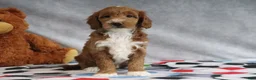 Mini Goldendoodle dogs for sale: Angel - Ad 4
