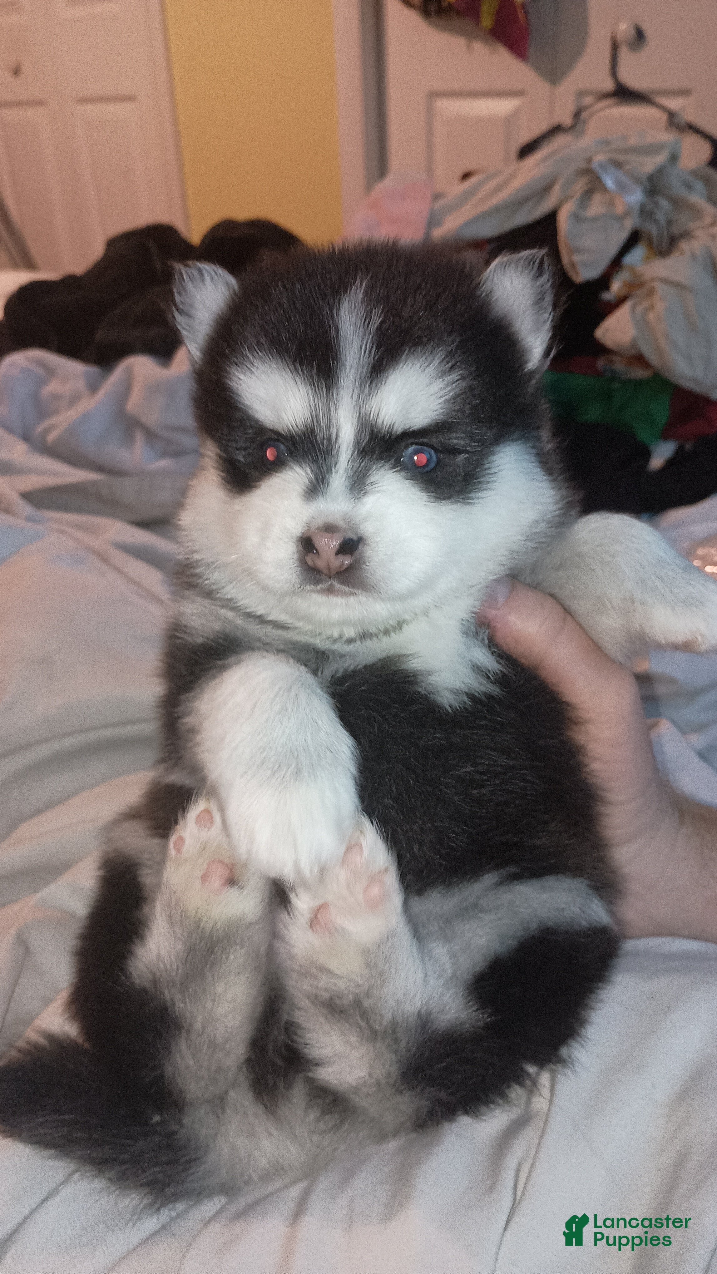 Pomsky dogs Puppy 1  - Ad 1