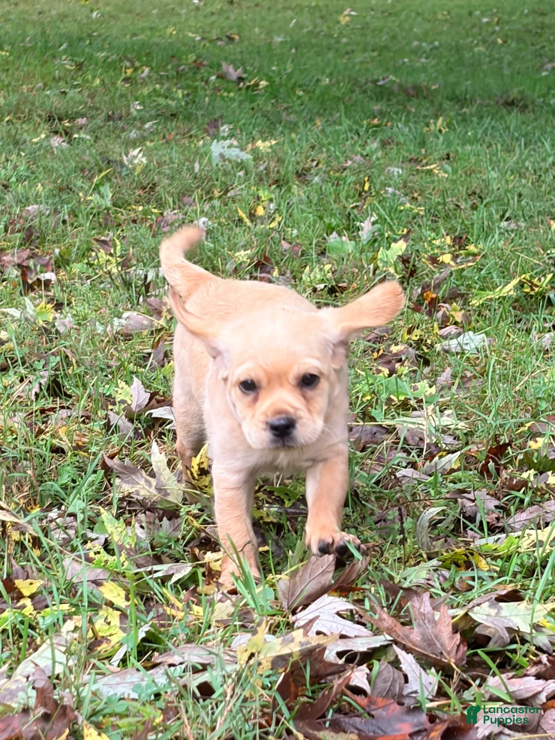 Mixed Breed dogs for sale: Mixed Breed 6 - Ad 3