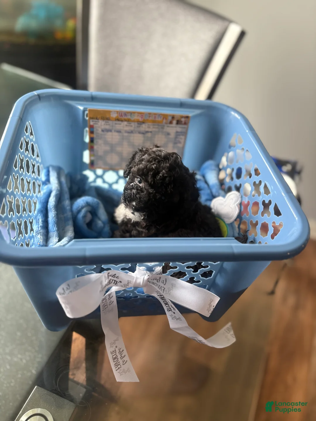Toy Poodle dogs for sale: Toy Poodle Puppy 2 - Ad 1