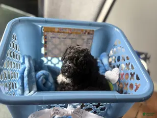 Toy Poodle dogs Toy Poodle Puppy 2 - Ad 33