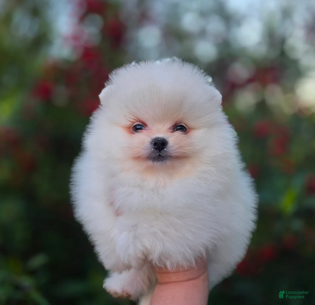 Pomeranian dogs for sale: Gabriel  - Ad 3