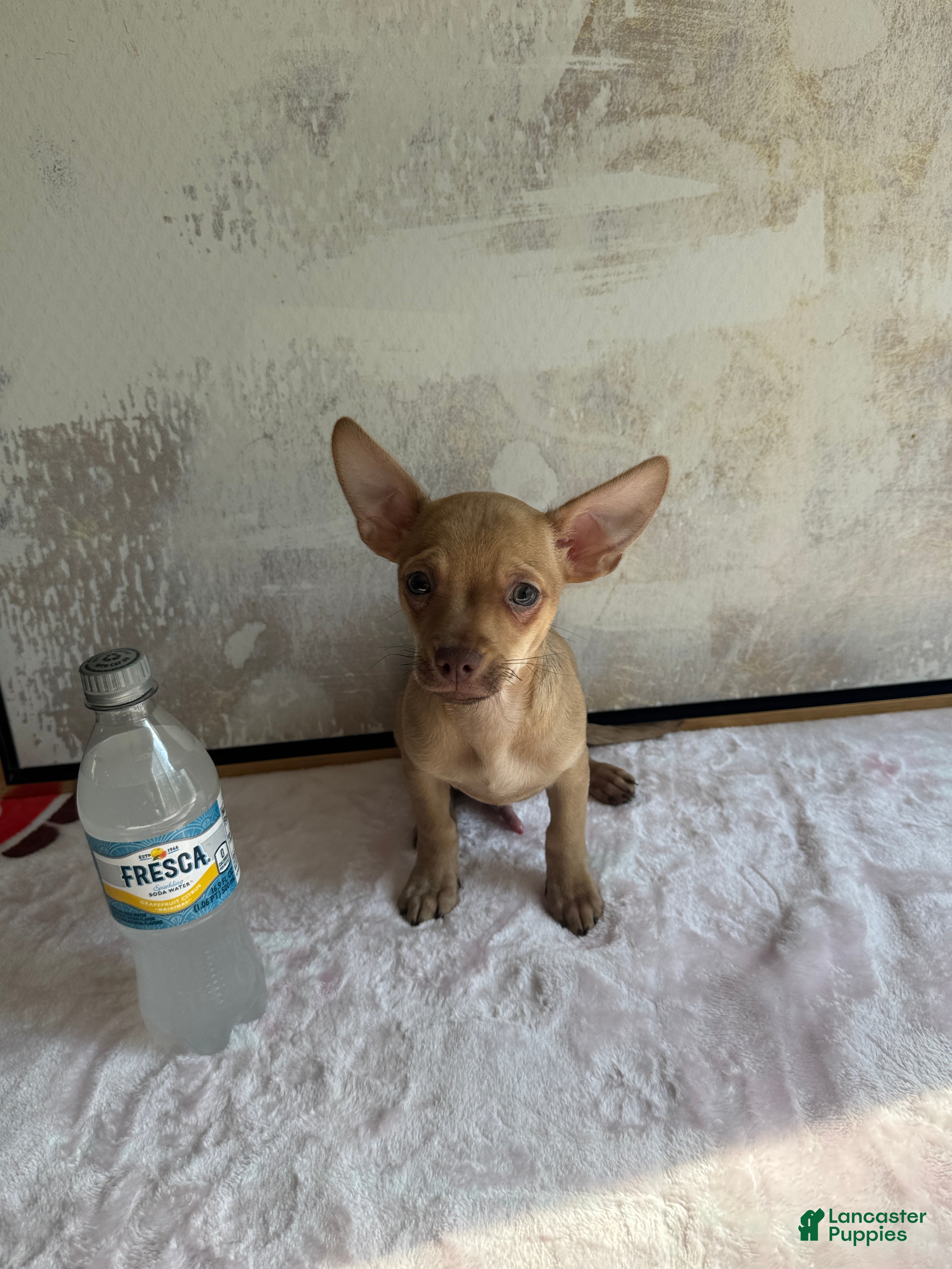 Chihuahua dogs Brandy  - Ad 1