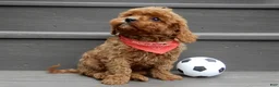 Cavapoo dogs for sale: Cooper - Ad 3