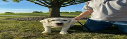 Golden Retriever dogs for sale: Marshmallow Cream - Ad 12