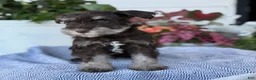 Miniature Schnauzer dogs for sale: Logan - Ad 8