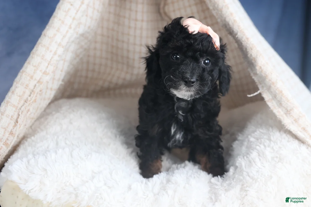 Miniature Poodle dogs for sale: Regan - Ad 7