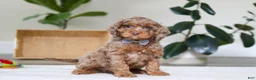 Cockapoo dogs for sale: Ace - Ad 3