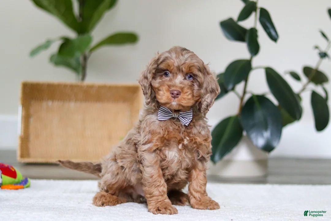Cockapoo dogs for sale: Ace - Ad 3