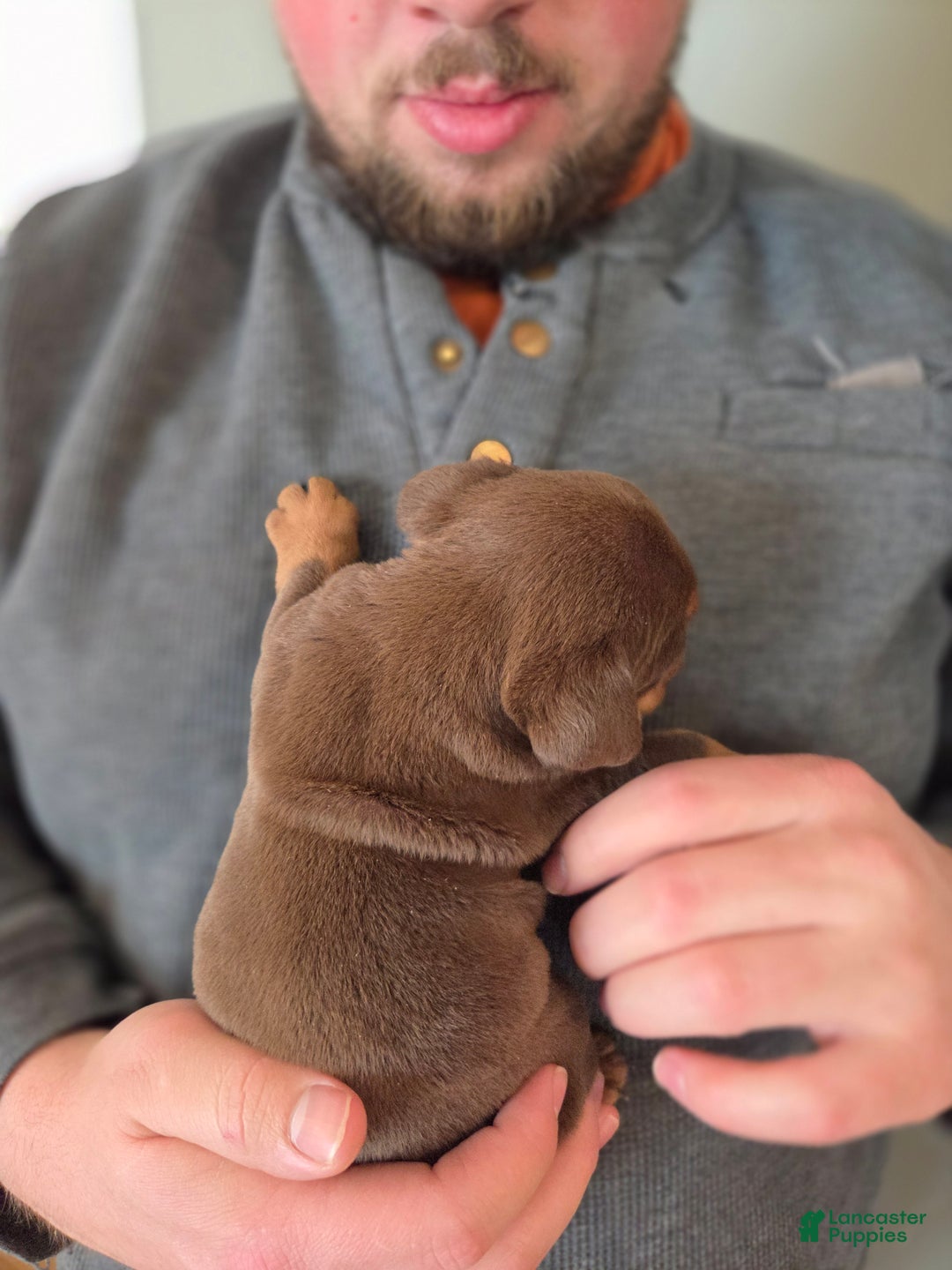 English Bulldog dogs for sale: Boone - Ad 2