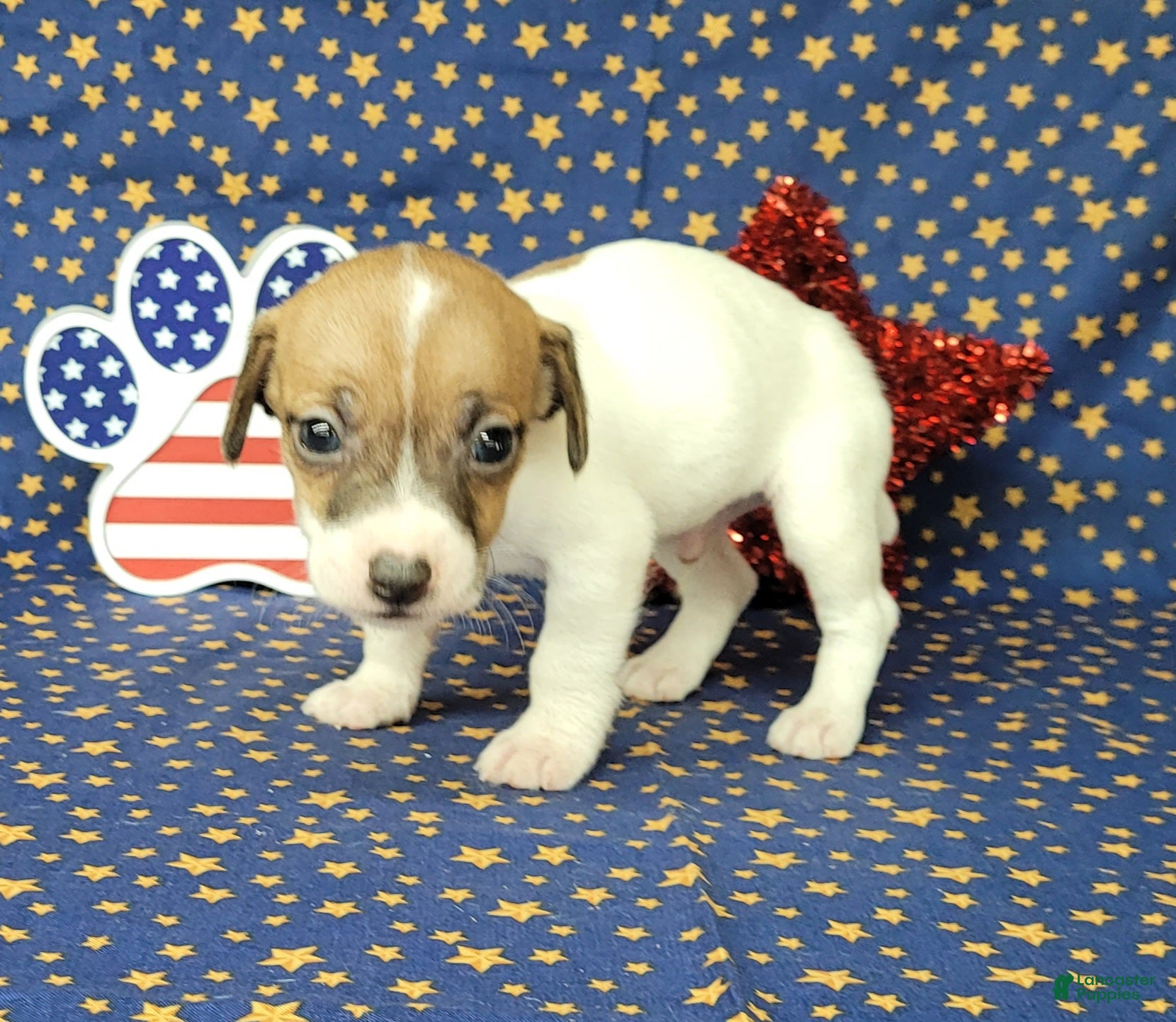 Jack Russell Terrier dogs Racer JRT Delivery available  - Ad 2