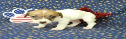 Jack Russell Terrier dogs for sale: Racer JRT Delivery available  - Ad 2