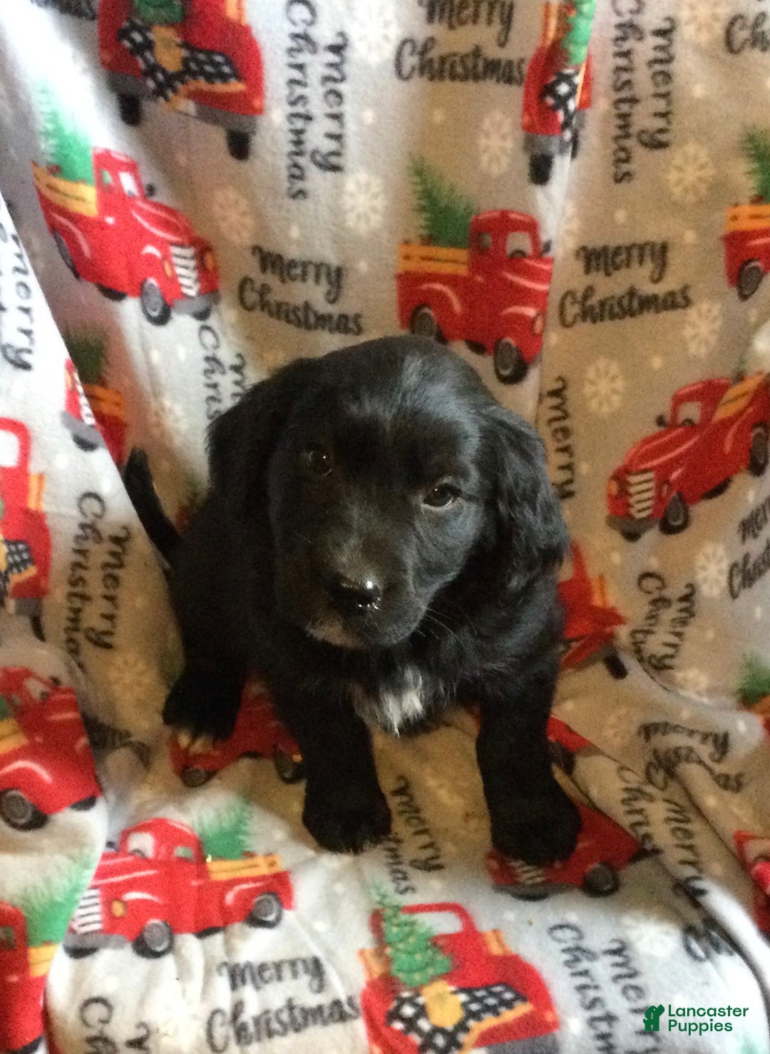 Mixed Breed dogs for sale: Micky - Ad 1