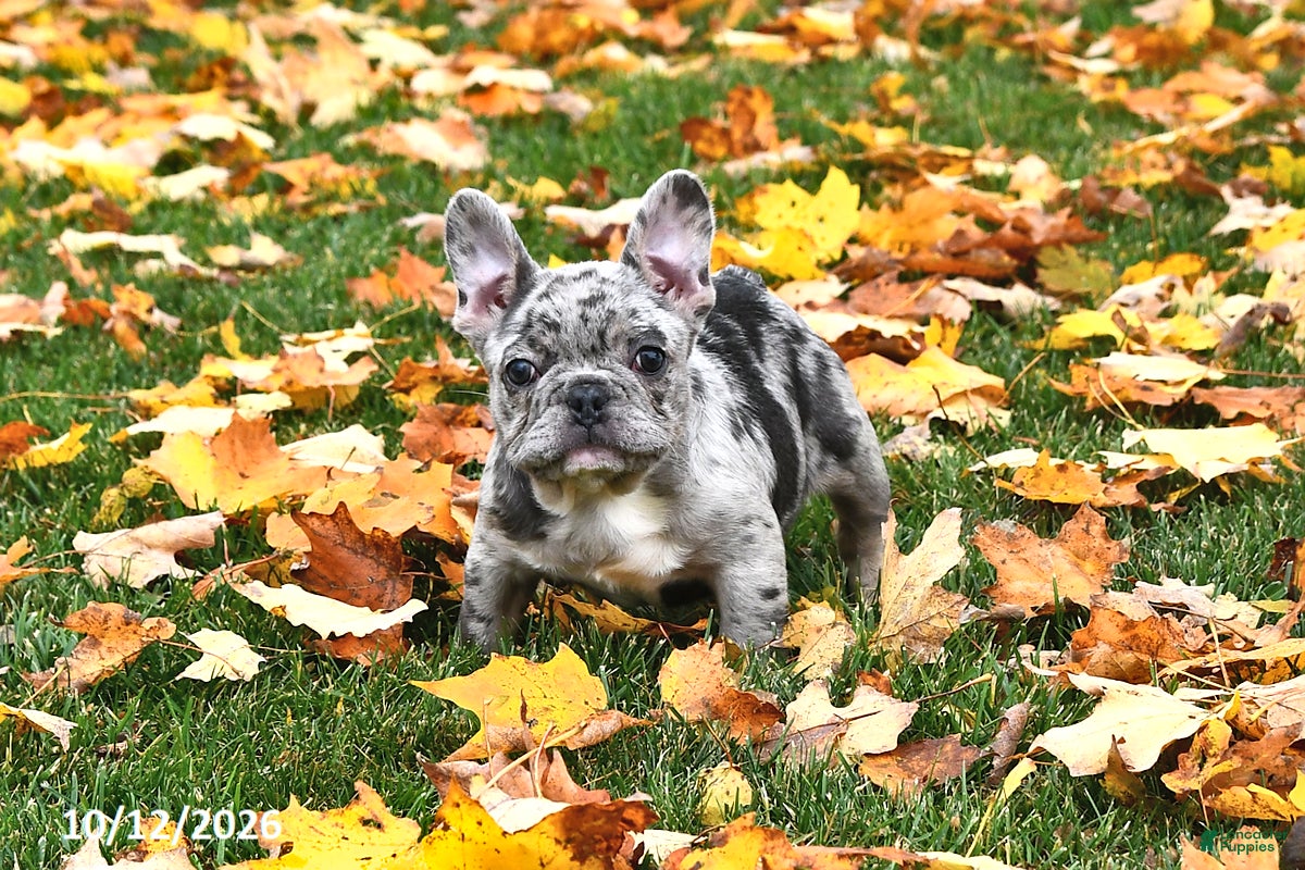 French Bulldog dogs Winnie - Ad 2