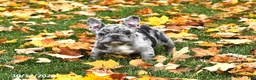 French Bulldog dogs for sale: Winnie - Ad 2