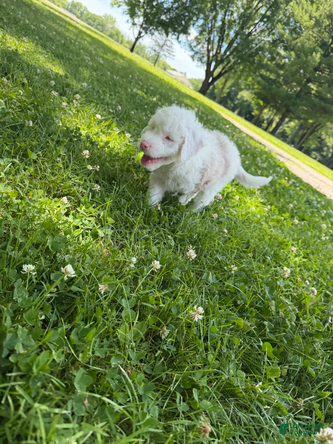 Mixed Breed dogs for sale: Mixed Breed 2 - Ad 2